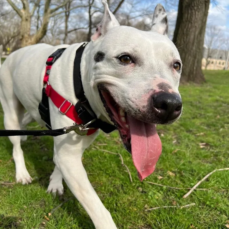 An adult medium-sized female White / Cream Mixed Breed dog named Gabby for adoption in Pittsburgh, PA
