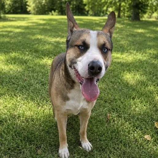 A young large-sized male Sable Husky dog named Draco for adoption in Valdosta, GA