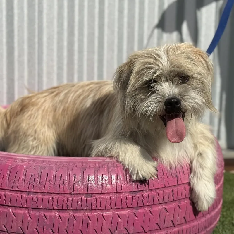 Max  Friendly Scruffball