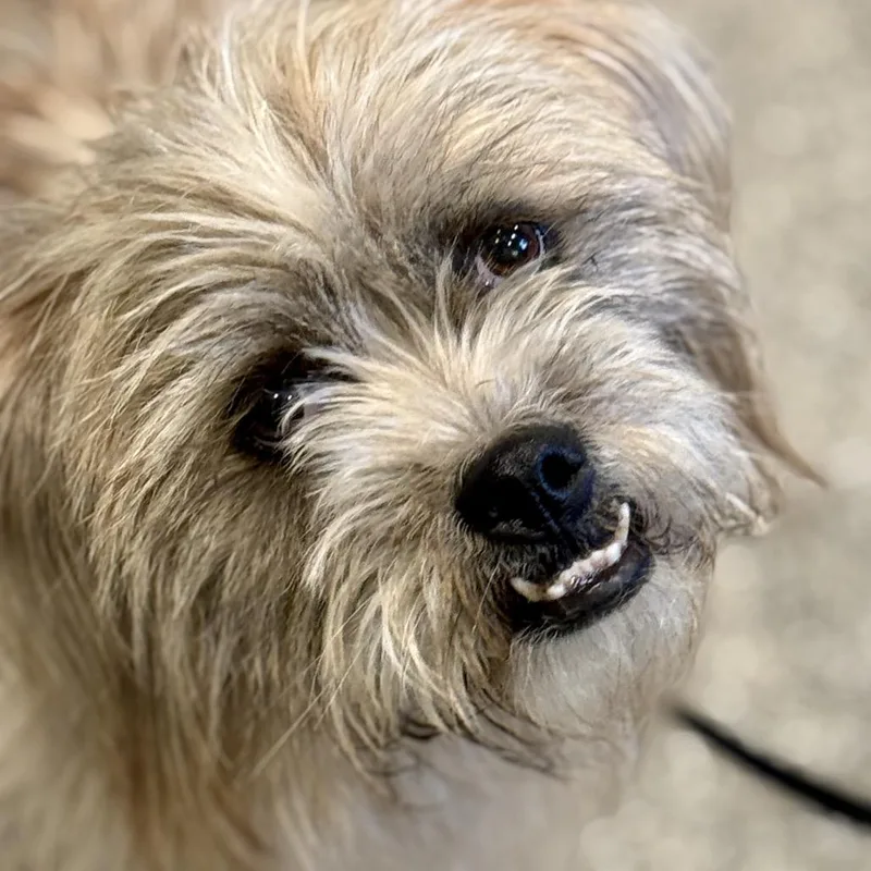 Max  Friendly Scruffball thumbnail 2