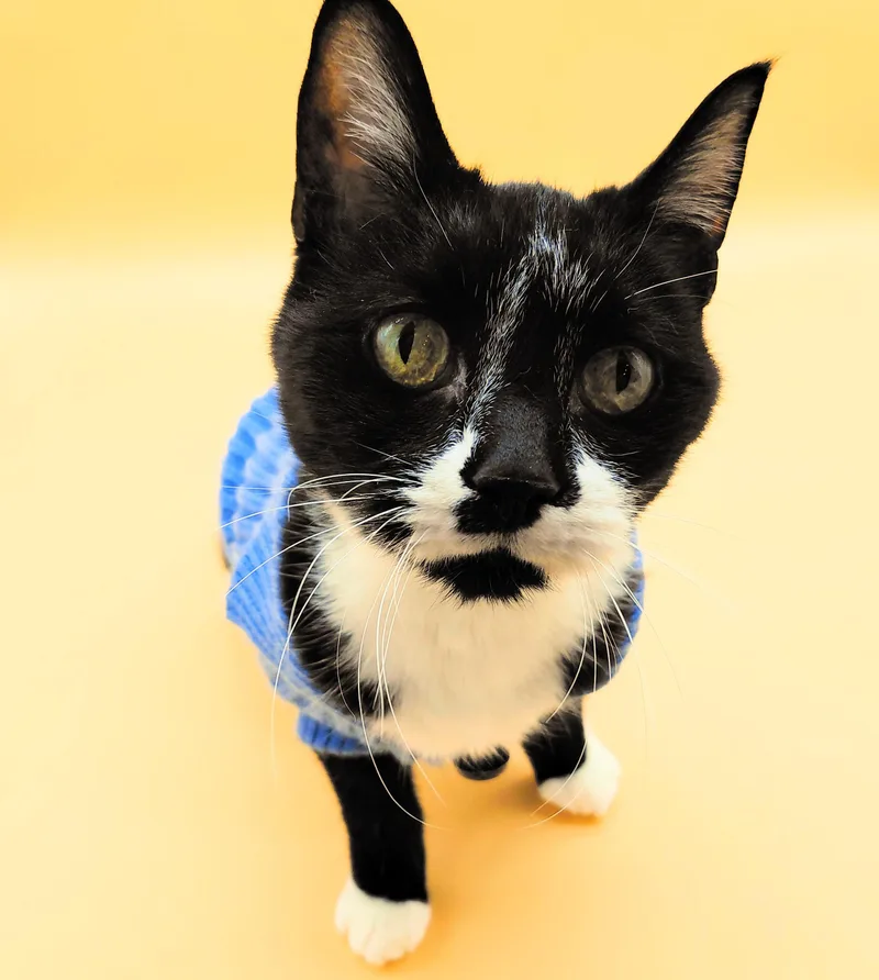 James Bond thumbnail 3