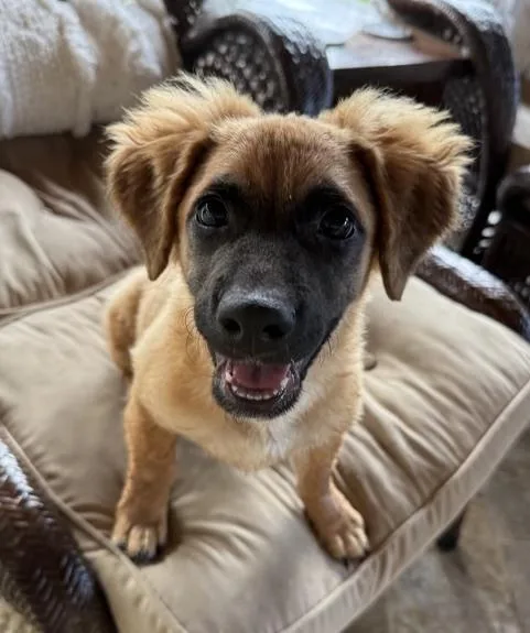 A young large-sized male German Shepherd Dog dog named Moose fka Cash for adoption in Sedalia, CO