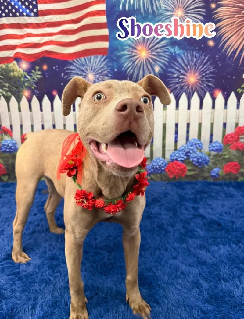 A young medium-sized female Apricot / Beige Mixed Breed dog named Shoeshine for adoption in Flint, MI