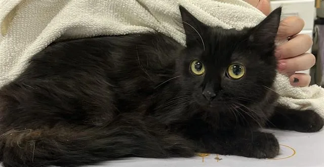 A baby medium-sized female Domestic Medium Hair cat named Pinwheel for adoption in Upper Marlboro, MD