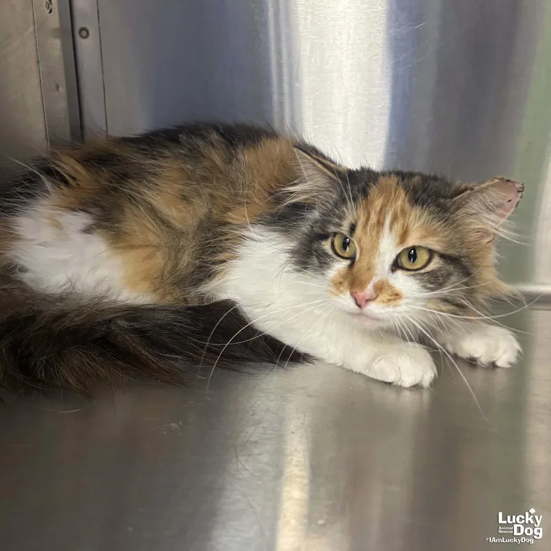 A young medium-sized female Domestic Long Hair cat named Princess for adoption in Washington, DC