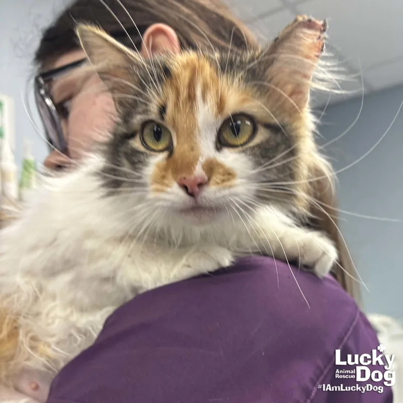 Princess thumbnail 2