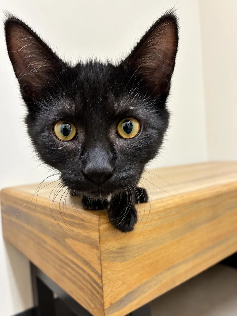 A young medium-sized female Black Domestic Short Hair cat named Anya for adoption in Los Angeles, CA