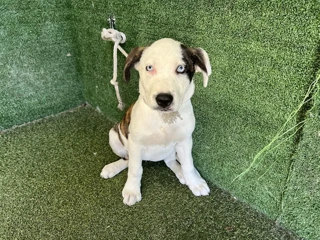 A baby small-sized female Pit Bull Terrier dog named Misty for adoption in Lancaster, CA