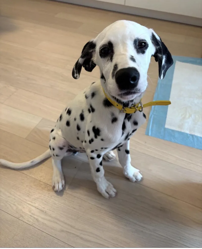 Polka Dot