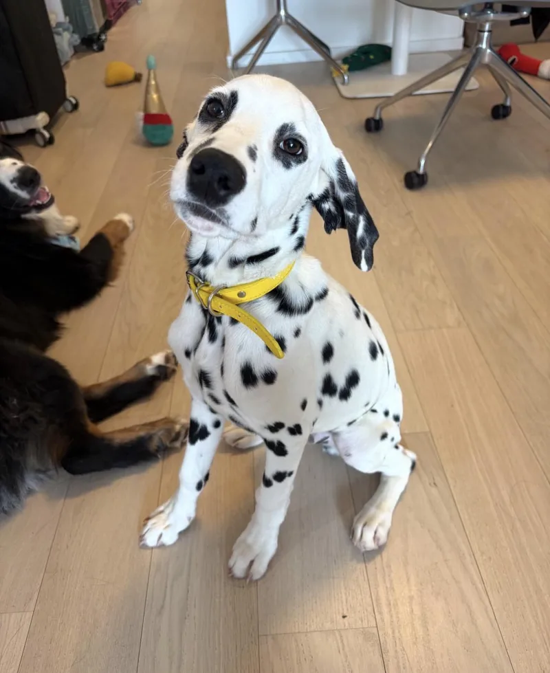 Polka Dot thumbnail 2