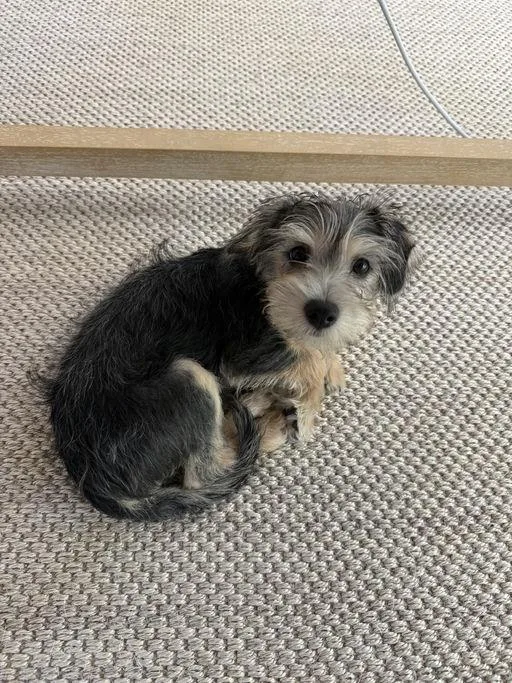A baby medium-sized male Terrier dog named Stash for adoption in Los Angeles, CA