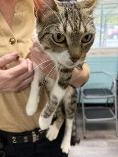 An adult medium-sized female Domestic Short Hair cat named Clara for adoption in Trenton, NJ
