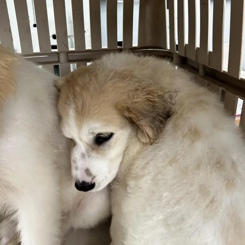 A baby medium-sized male White / Cream Mixed Breed dog named Jester for adoption in Leander, TX