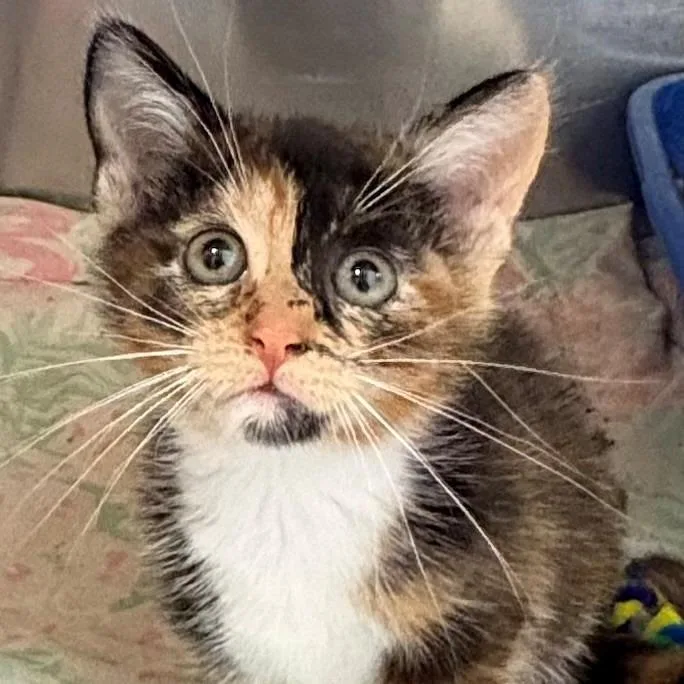 A baby small-sized female Calico Domestic Short Hair cat named Lourdes for adoption in East Hanover, NJ