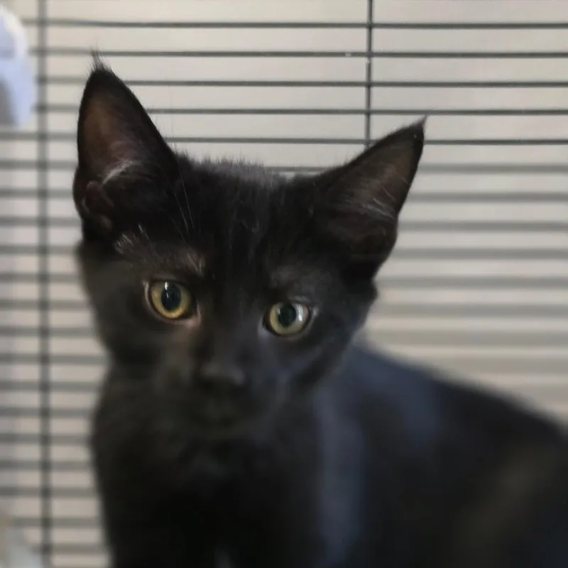A baby small-sized female Domestic Short Hair cat named Lyric for adoption in Muncie, IN