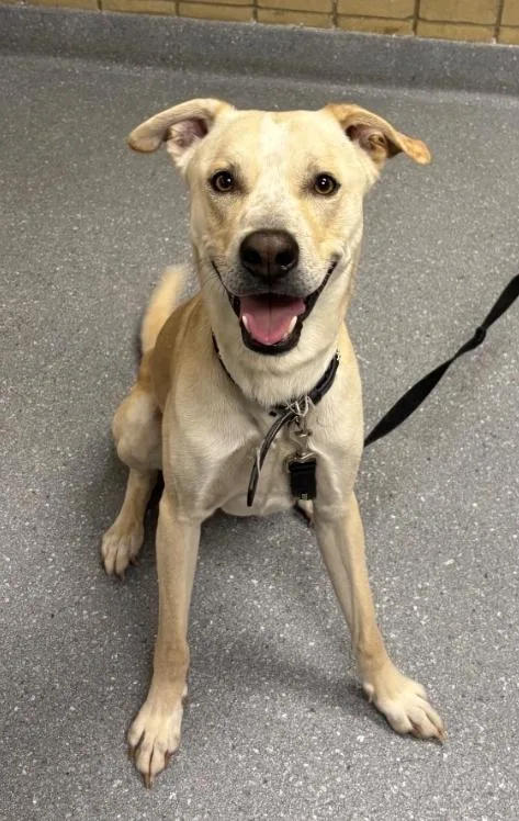 A young large-sized male Labrador Retriever dog named Camper for adoption in Greenfield, IN