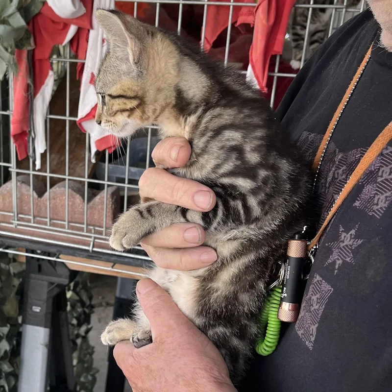A baby medium-sized male Tabby (Brown / Chocolate) Tabby cat named Aloke for adoption in Monrovia , CA