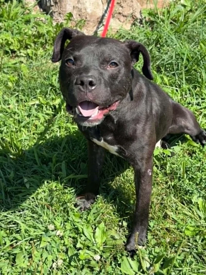 A young medium-sized male Black Pit Bull Terrier dog named Linus for adoption in Springfield, IL