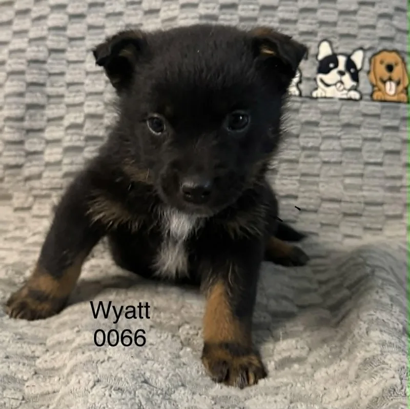 Wyatt