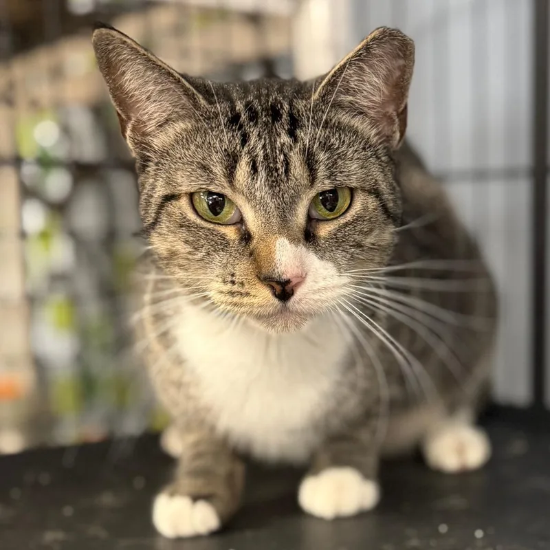 Meowmeow thumbnail 2