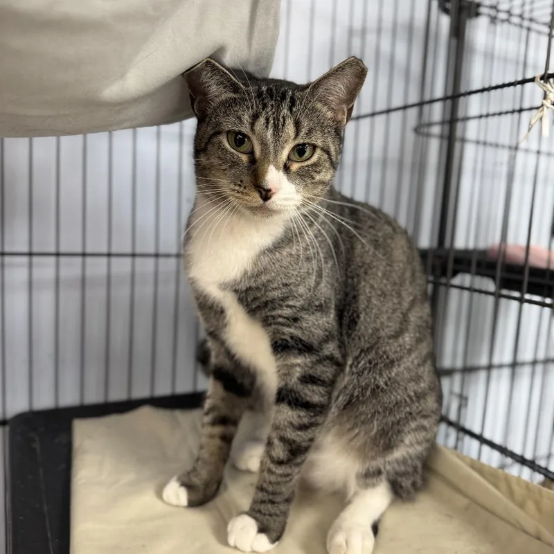 Meowmeow thumbnail 3