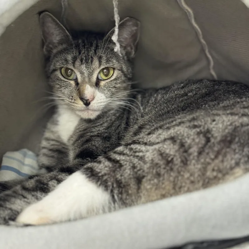 Meowmeow thumbnail 4