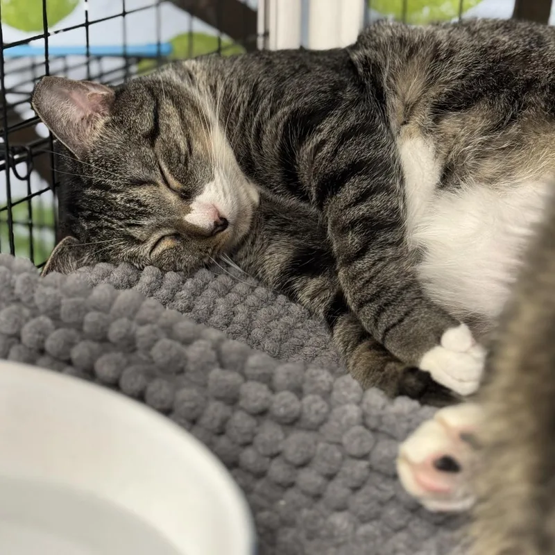 Meowmeow thumbnail 5