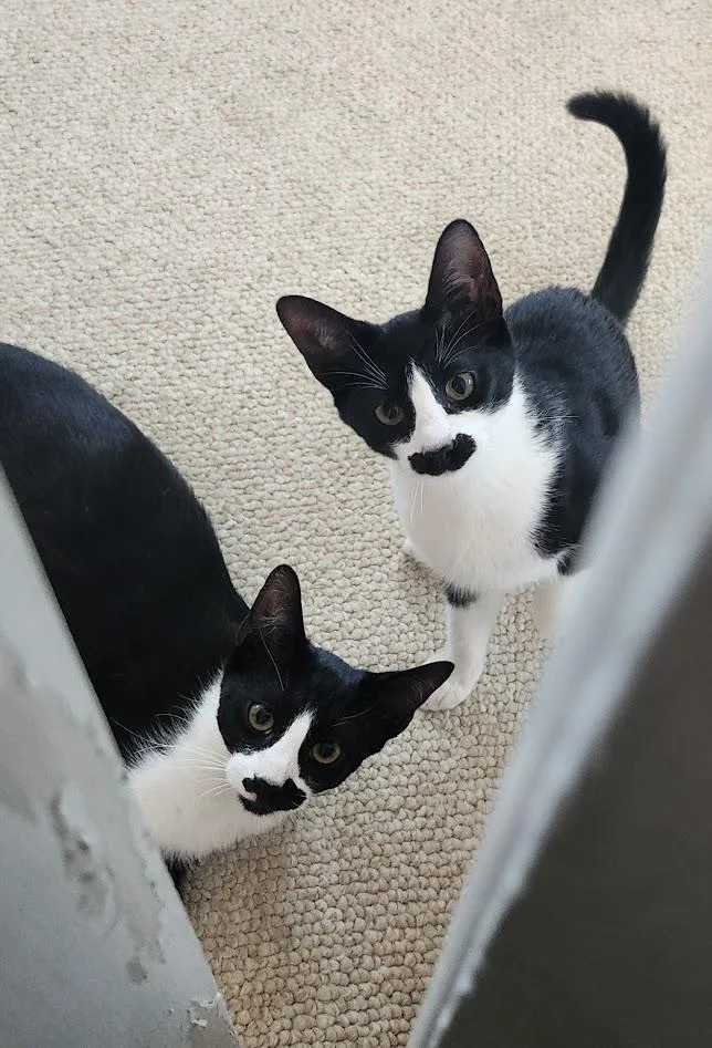 A baby small-sized male Black & White / Tuxedo American Shorthair cat named Biscuits for adoption in Inglewood, CA