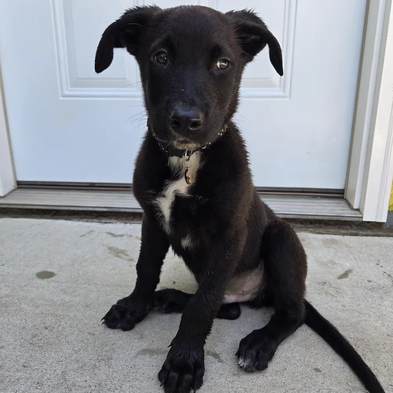 A baby small-sized male Mixed Breed dog named Biryani for adoption in Buffalo, MN