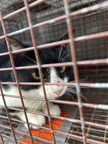 A young medium-sized male Domestic Short Hair cat named Mickey for adoption in Houston, TX