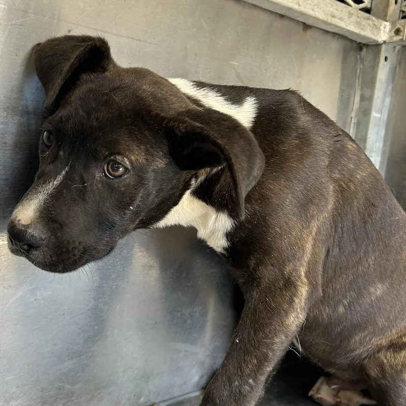 A baby small-sized male Brindle Pit Bull Terrier dog named Toby for adoption in Birmingham, AL