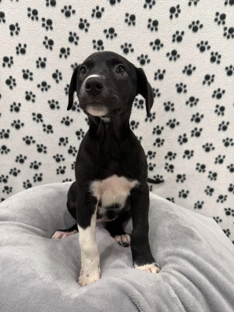 A baby small-sized female Manchester Terrier dog named Melly for adoption in Brookings, OR