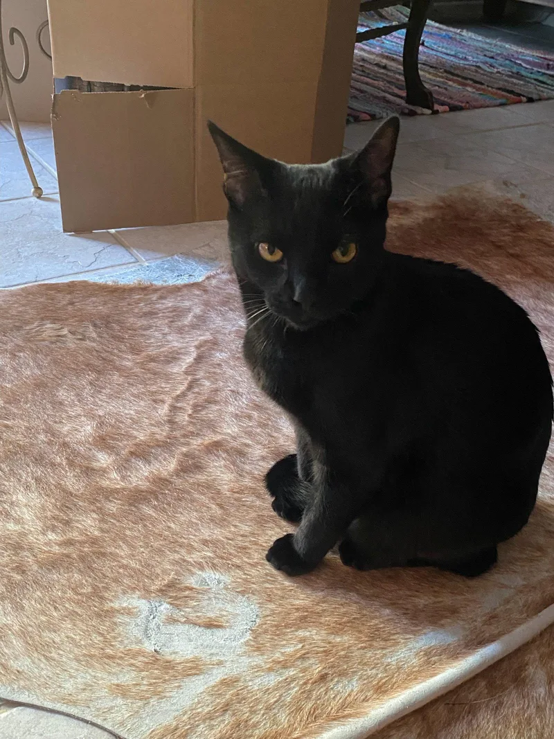 A young medium-sized female Black Domestic Short Hair cat named Selene for adoption in Riverside, CA