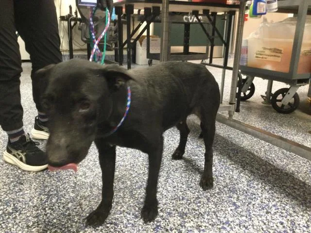 An adult large-sized female Labrador Retriever dog named Moxy for adoption in Thousand Palms, CA