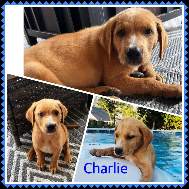 A young medium-sized male Labrador Retriever dog named Charlie for adoption in Fenton, MO
