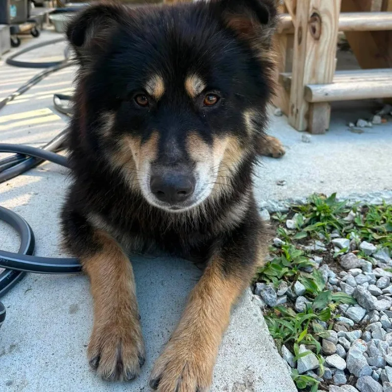 An adult small-sized male Black Mixed Breed dog named Galaxy Destroyer Stray Hold for adoption in Huntington, WV