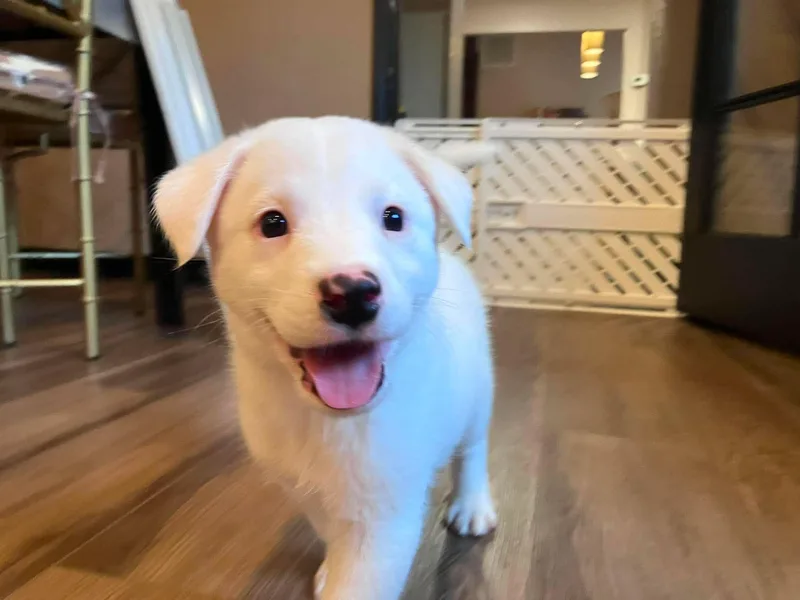 Klondike