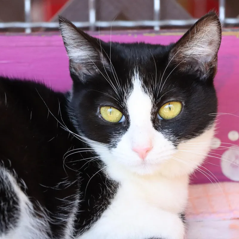 Salmantha thumbnail 2