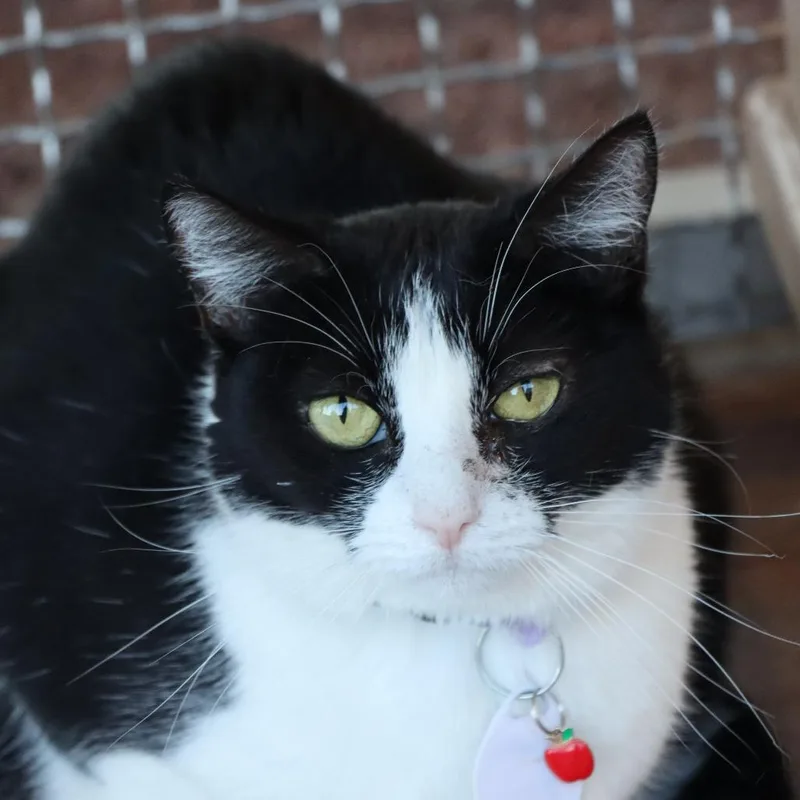 Salmantha thumbnail 3