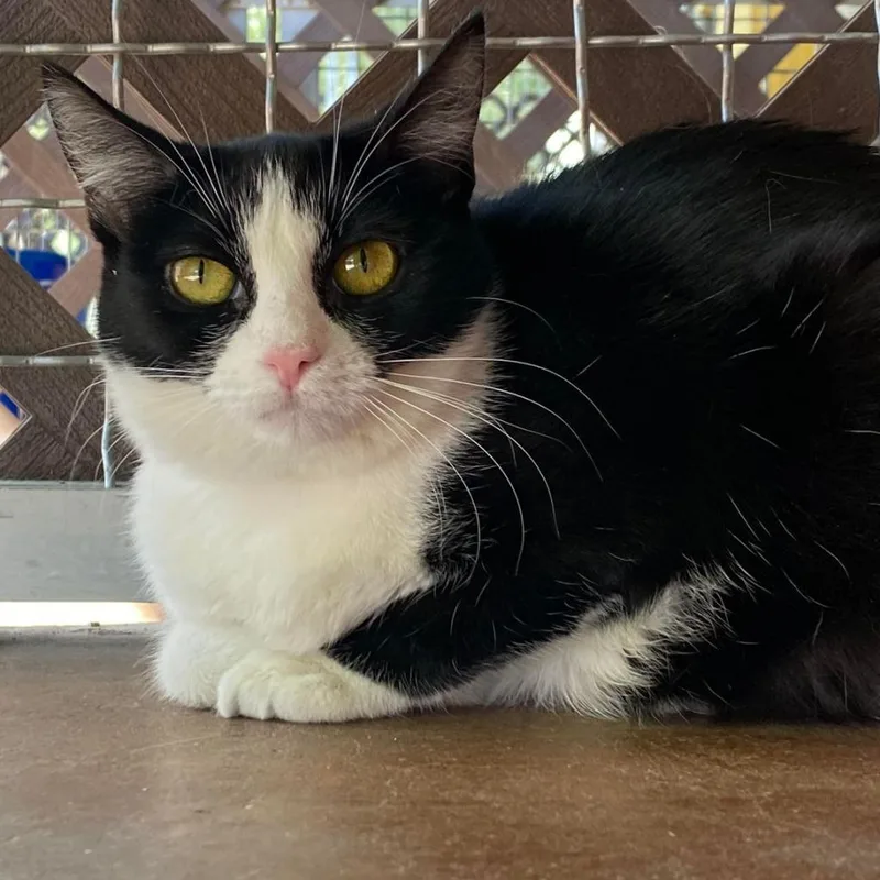 Salmantha thumbnail 4