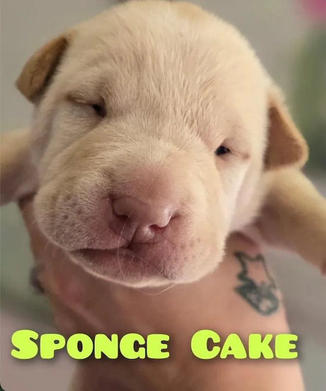 Sponge Cake