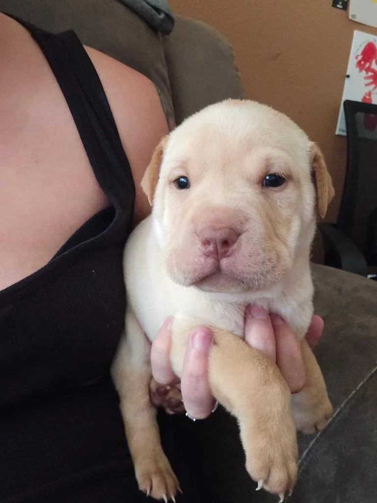 Sponge Cake thumbnail 2