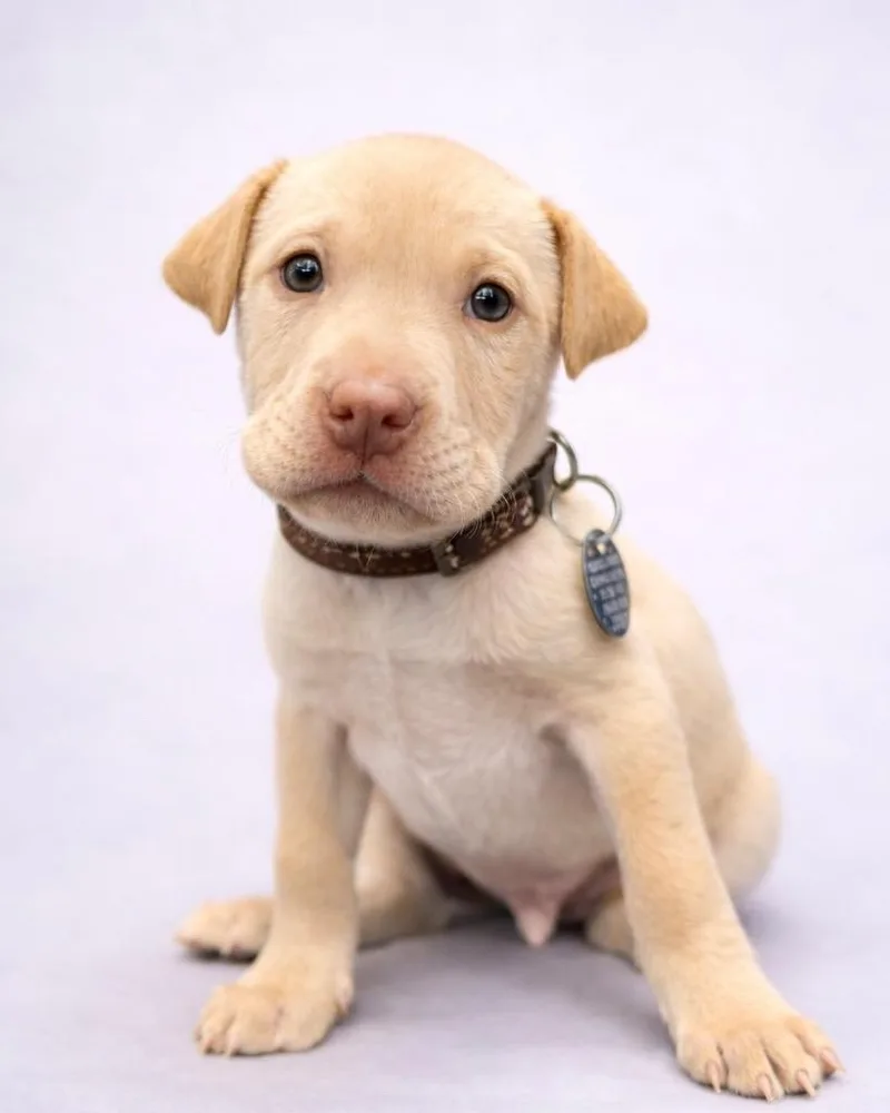 Sponge Cake thumbnail 3