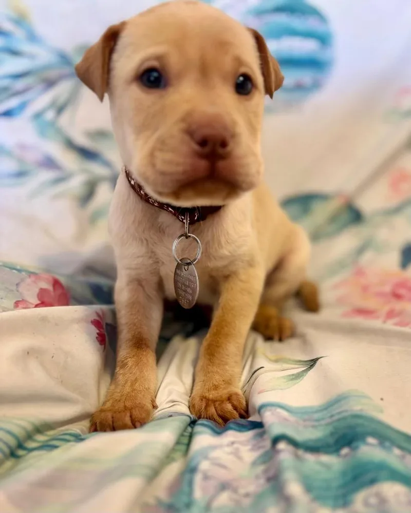 Sponge Cake thumbnail 4