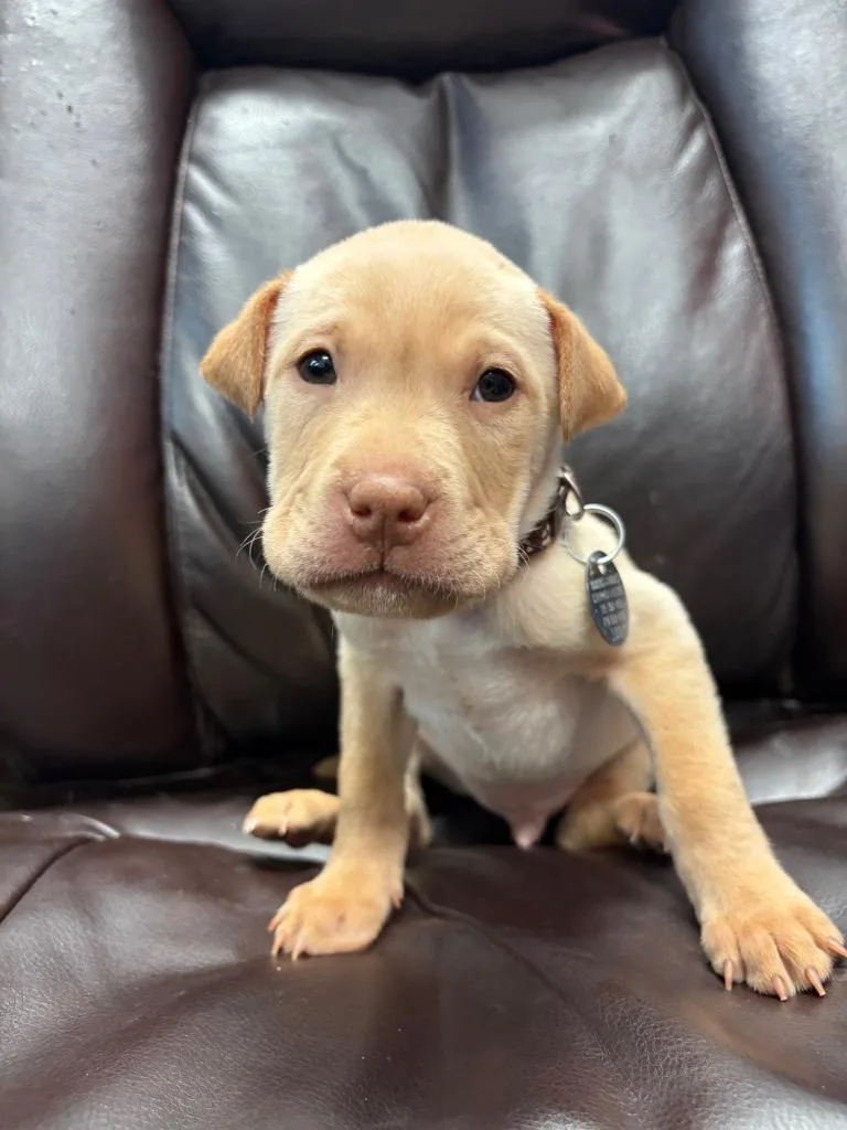 Sponge Cake thumbnail 5