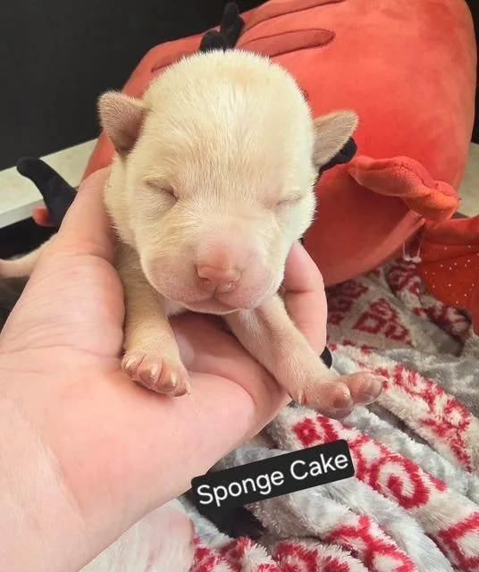 Sponge Cake thumbnail 6