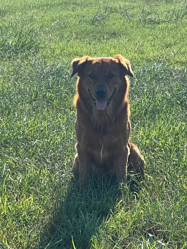 An adult large-sized male Golden Retriever dog named Minotaur for adoption in Rockport, TX