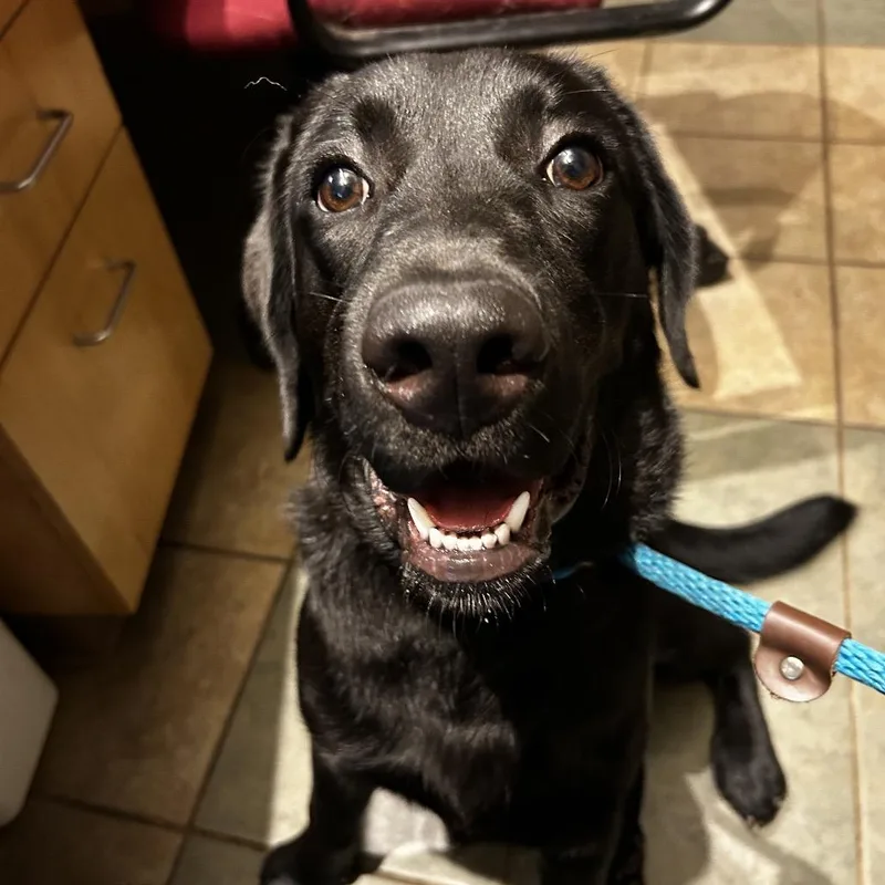 A young medium-sized male Black Mixed Breed dog named Peter for adoption in Chattanooga, TN