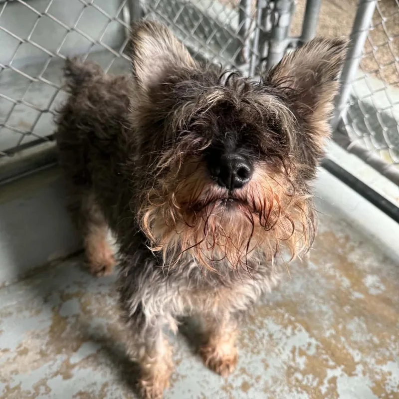 A senior small-sized male Black Miniature Schnauzer dog named Max for adoption in Pekin, IL