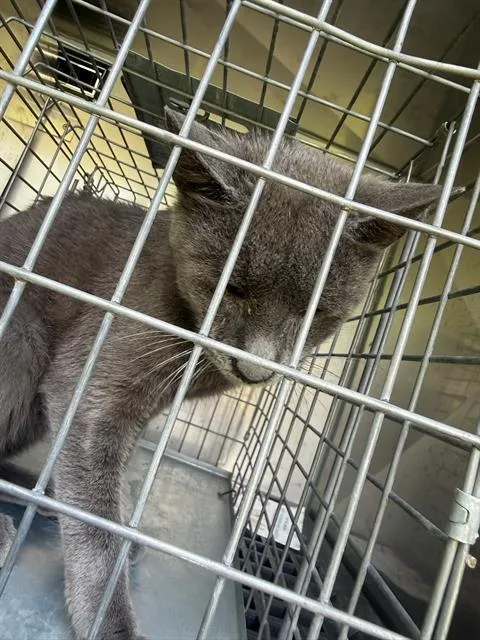 A young large-sized male Domestic Short Hair cat named Peanut for adoption in Dallas, TX